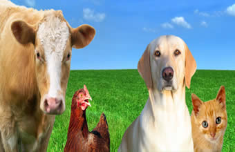 Agro Pecuária Santo Antônio de Categero - Foto 1