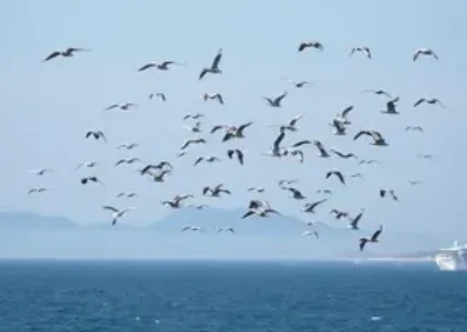 Últimas noticias de Ilha Comprida